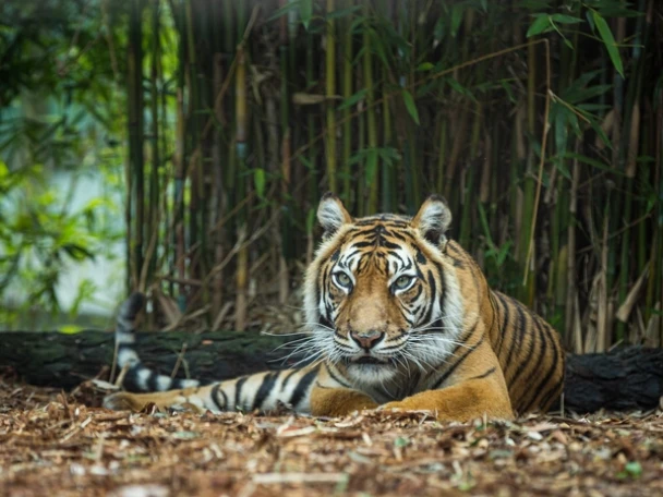 Hamilton Zoo Tiger