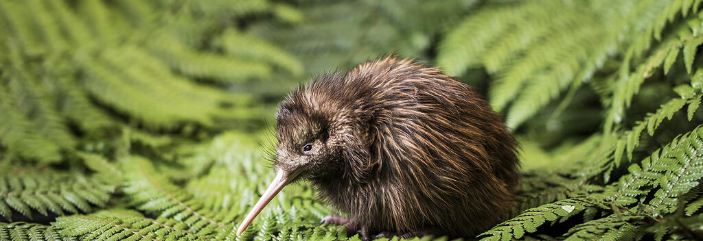 Kiwi Photo